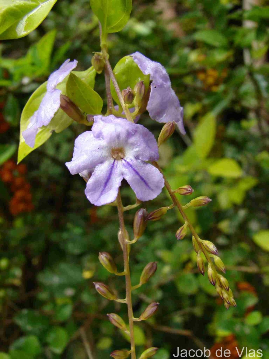 Duranta erecta L.